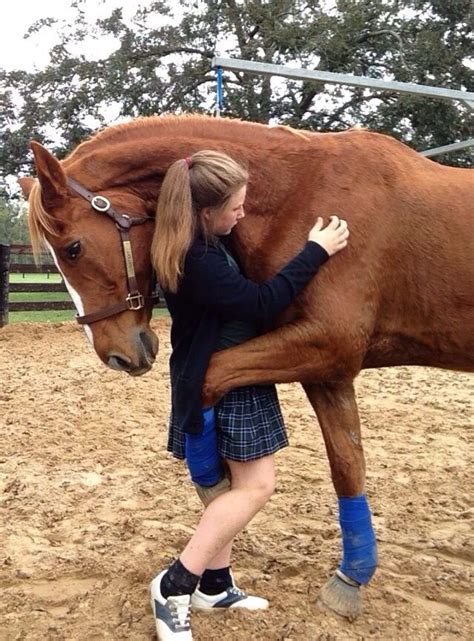 equine porn|Horse porn .